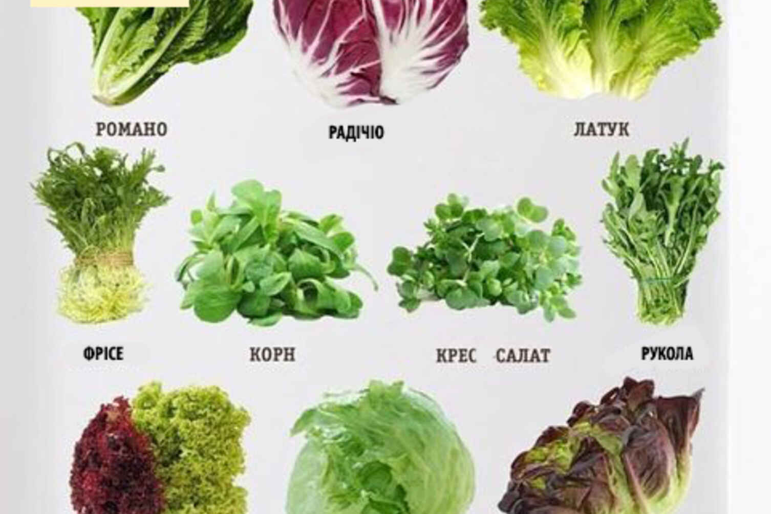 Фото та назви  листових салатів